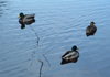 DSCF0002
